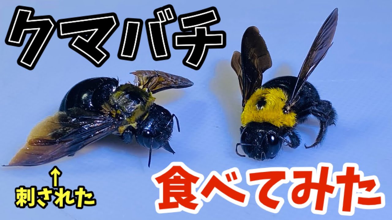 The venomous sting hurts!] A bumblebee was sucking nectar on the