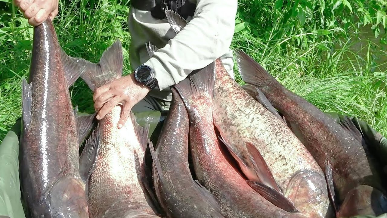 Секрет, як ловити товстолоба краще других! Подивись це відео і ти так зможеш!