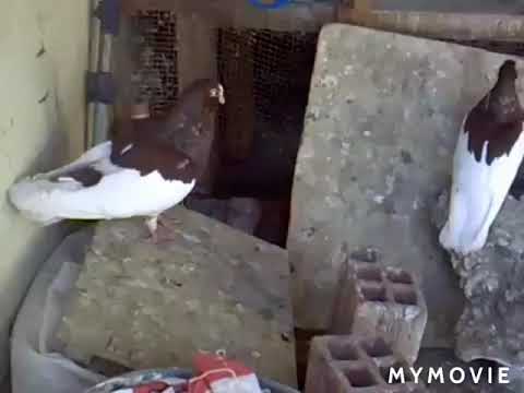 Video: Çfarë është pëllumbi lmtp?