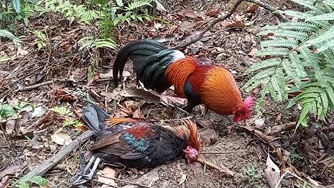 Dib qaib qus tuaj zoo heev li 19/3/2025