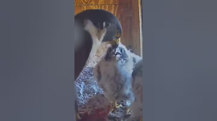 P#159- Review mother birds brings food to feed her babies in the nest, baby birds life #birdslover