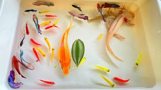 Catch Axolotl & Spadefish In The Lake, Find Ornamental Fish, Koi Fish, Catfish, Tetra, Shrimp, Angel