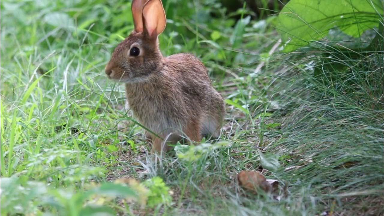 why-do-rabbits-run-youtube