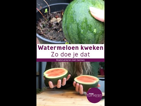 Video: Wat te doen voor een watermeloenplant zonder fruit