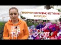 Как вырастить красивую кустовую петунию! Пришло время пикировать петунию в стаканы.