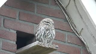 Little Owl - steenuultie