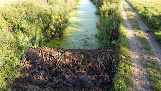 What Happens When You Take Apart a Beaver Dam by Hand