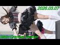 Lollipop♡CHU_アイドル/縦動画『妄想CHU♡Dream』[4K/60P]GAZA広場/☆FES_ほしふぇす/2026.03.07