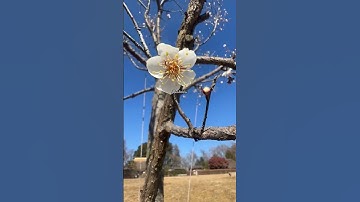 Thumbnail of UME..🌸💜😻 #shorts #satisfying #love #flowers #flower #blossom #cherryblossom #plumblossom