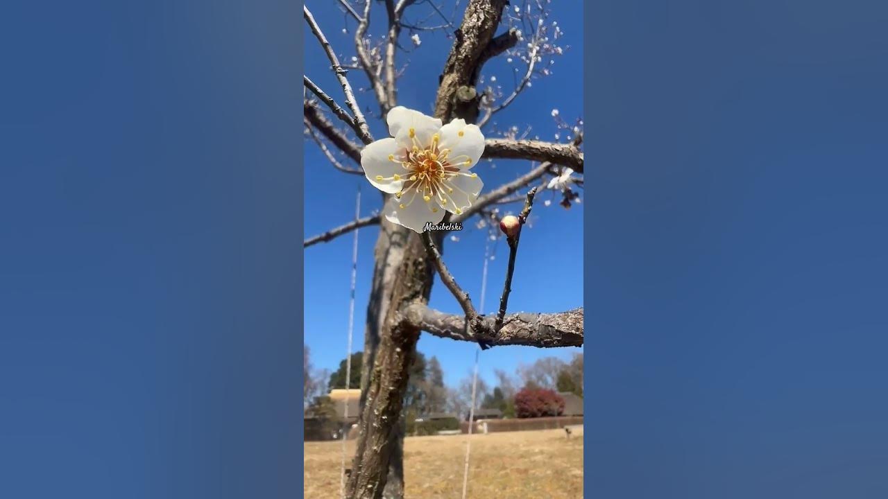 UME..🌸💜😻 #shorts #satisfying #love #flowers #flower #blossom #cherryblossom #plumblossom