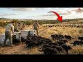 Australia Releases 26 TASMANIAN DEVILS BACK INTO THE WILD – What Happens To Feral Cats And Red Foxes