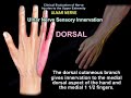ULNAR NERVE INJURY ,CAUSES ,SYMPTOMS ,DIAGNOSIS  AND TREATMENT. Cubital tunnel syndrome.