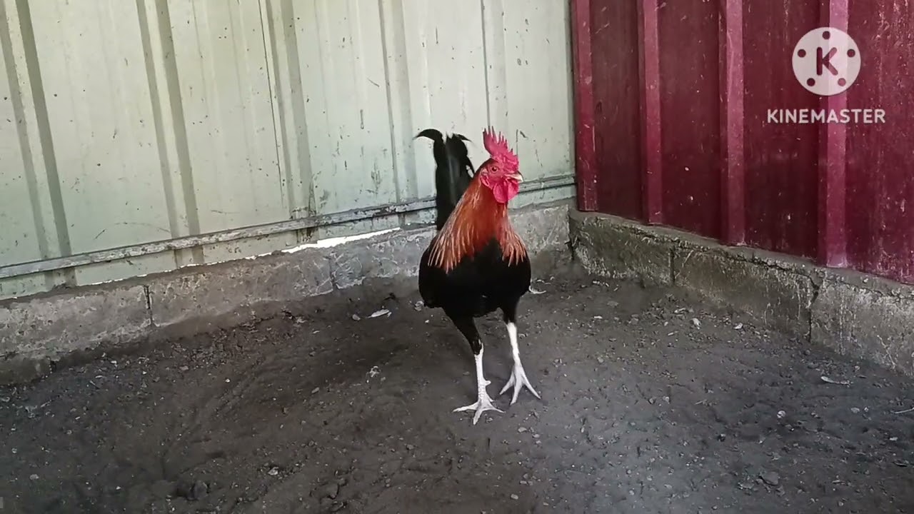 JTP GAMEFARM authentic mt banahaw gf butcher and gull