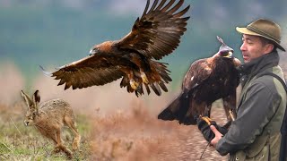 Lov zeca sa surim orlom  Sokolarstvo I deo | Hunting with golden eagle  Falconry