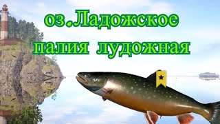 Палия Лудожная оз.Ладожское - русская рыбалка 4