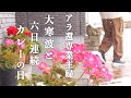 【アラ還専業主婦】大寒波で緊急撮影/生活の知恵を交えながらゆるいvlogをお届けいたします/童心に帰る雪の日/六日連続カレーの日/シニア犬と日々の暮らし