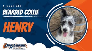 Bearded Collie Mix Off leash Training / Best Dog Trainer / Reno, NV