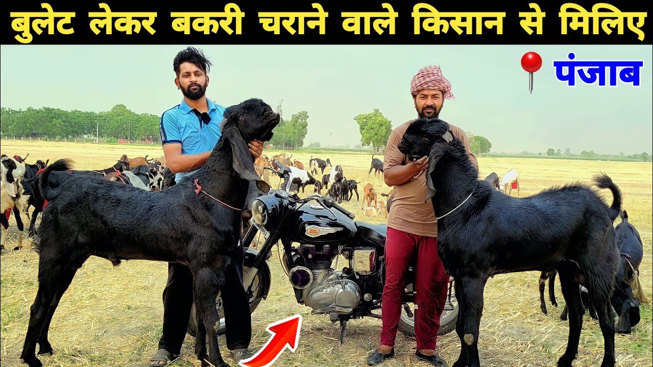 बकरी बेचकर बुलेट और कार खरीदा है | Beetal goat farming in punjab | Goat farming