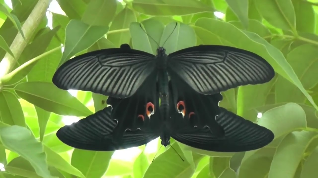 "Swallowtail Butterflies: Colorful Wonders of Papilionidae"