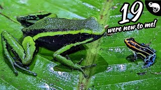 20+ Frogs You Have NEVER Seen Before!