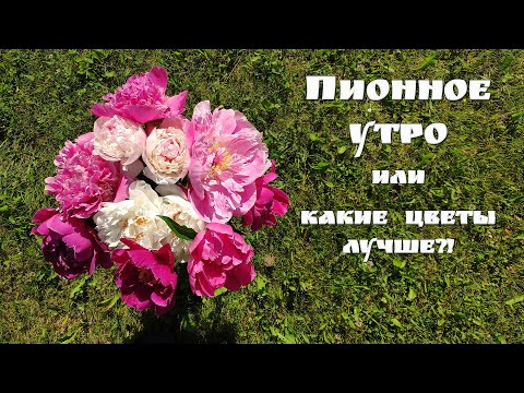 Семейные разборки в