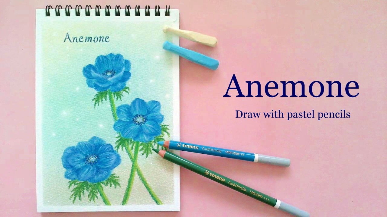 パステル色鉛筆で描くやさしいアネモネ　Drawing tutorial