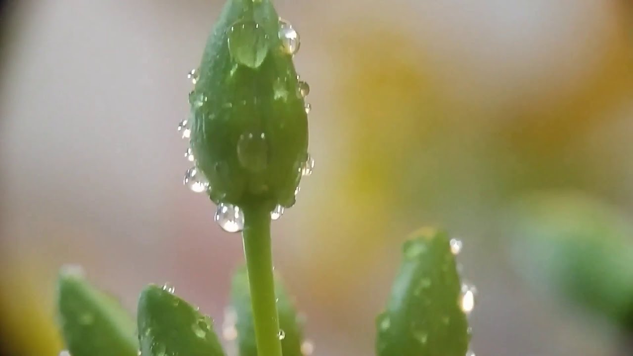 Макро Очна целого | ASMR_macro