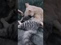 "POV: Your Bestie Won’t Let You Sleep 😂🐾"#Cats #CuteAnimals #CatLover #trending #cute