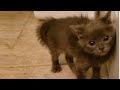Rescue Super Cute Bottle Kittens Who Are So Active And Sweet With His Giant Eyes