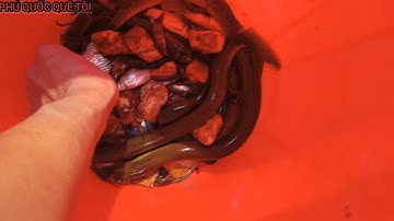 Đặt lợp bắt cá, thăm Lợp Mùa Cạn, Dính Cá, Lươn | Săn Bắt Phú Quốc