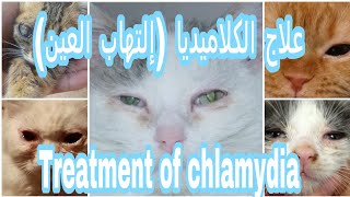 علاج كلاميديا القطط ..دموع القطط التهاب الجفون ..إفرازات العيون chlamydia in cat??