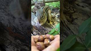 My Little Baby Chipmunk Filling The Cheeks For The 1St Time #Shorts #Chipmunks #Babychipmunk #Cute