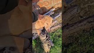 cute dog 🐕🐕#shorts #shortvideo #shortsvideo #comedy #dog #dogshorts #dogs #like #funnyreel