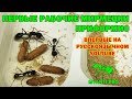 Рождение рабочего Myrmecia pyriformis