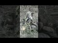 Best Moments of Wild Animals 2022 - New Video #shorts