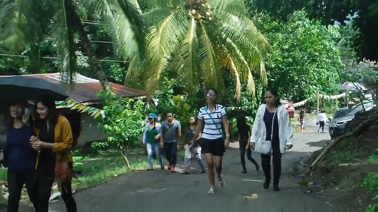 Sunflower Farm in Blooming Petals, Tupi, South Cotabato YouTube