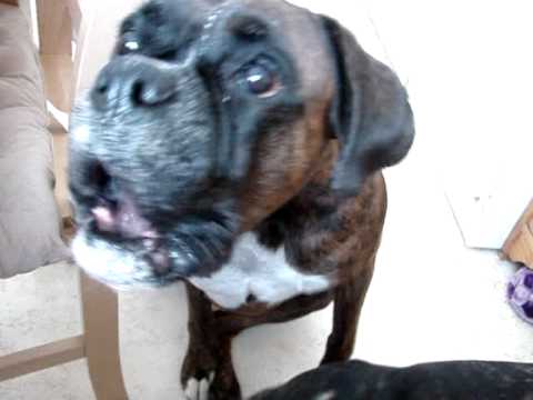 Video: Förlamning Av Käken Hos Hundar