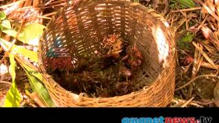 NallaMannu: 2014 videos - Natural Cardamom farming in Sikkim  :Nalla Mannu 22nd  March 2014 Part 1