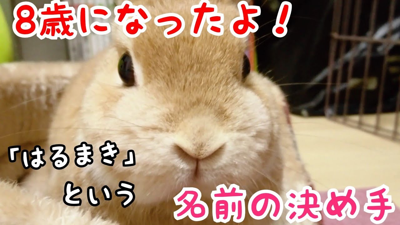 うさぎ はるまき8歳になりました 名前の由来 Youtube うさぎ はるまき8歳になりました 名前の由来 Youtube