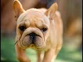 Thirty-eight bulldogs signed over to rescue after owners bred them for 'extreme features'