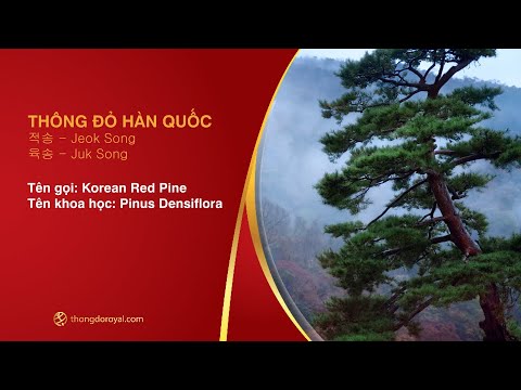 Video Tinh dầu thông đỏ Hàn Quốc Tìm hiểu về nguyên liệu và... - youtube