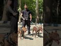 وقتی دوتا پیتبول کنار هم قرار میگیرن سگ Pitbull Dogtraining آموزش سگ 