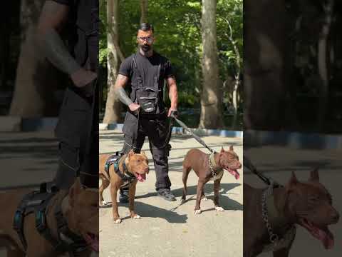 وقتی دوتا پیتبول کنار هم قرار میگیرن سگ Pitbull Dogtraining آموزش سگ