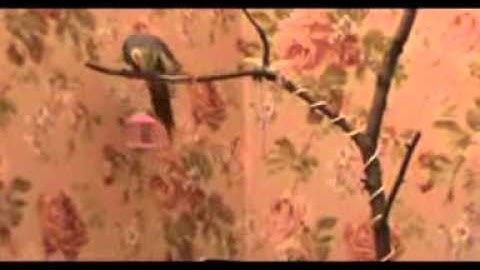 Aragon and his inventiveness