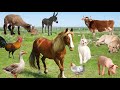 Colorful sounds of domestic farm animals sheep horse cow llama chicken pig goose cat donkey