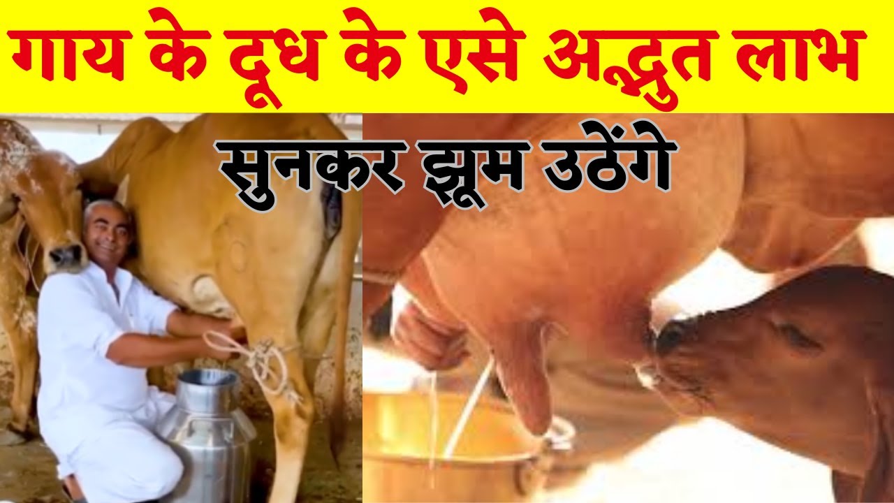 Amazing Gir Cow Milk Benefits   Panchagavya Benefits