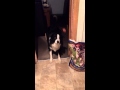 Slow Motion Dog Food