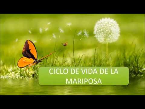 Video: Complejo De Mariposas, O Cómo No Convertirse En Rehén De La Pasión