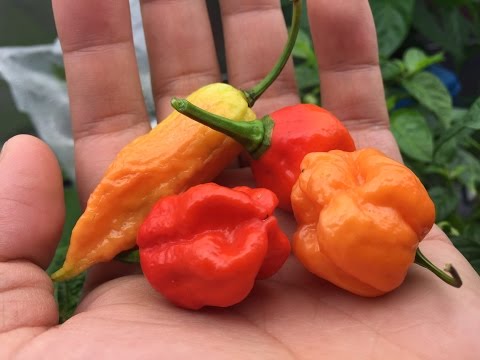 How to Breed Peppers – Cross Pollinating to Create a New Variety.