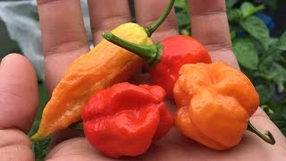 How to Breed Peppers  Cross Pollinating to Create a New Variety.